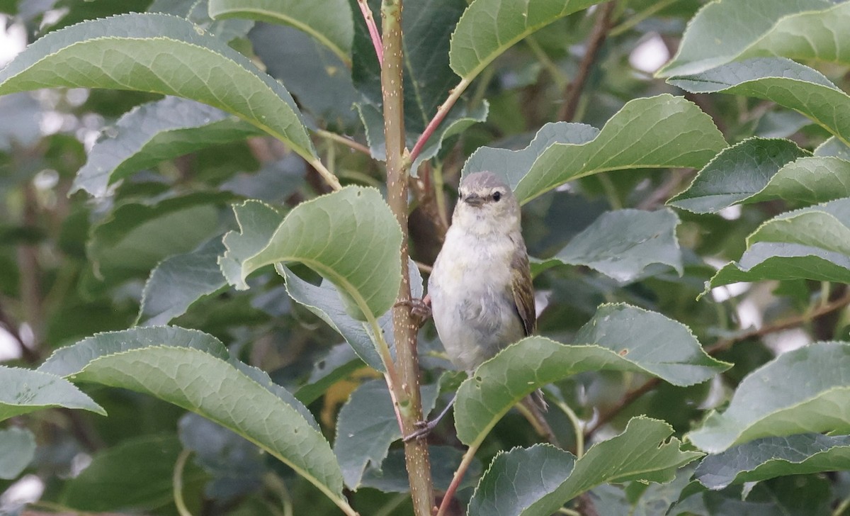 Tennessee Warbler - ML622274934