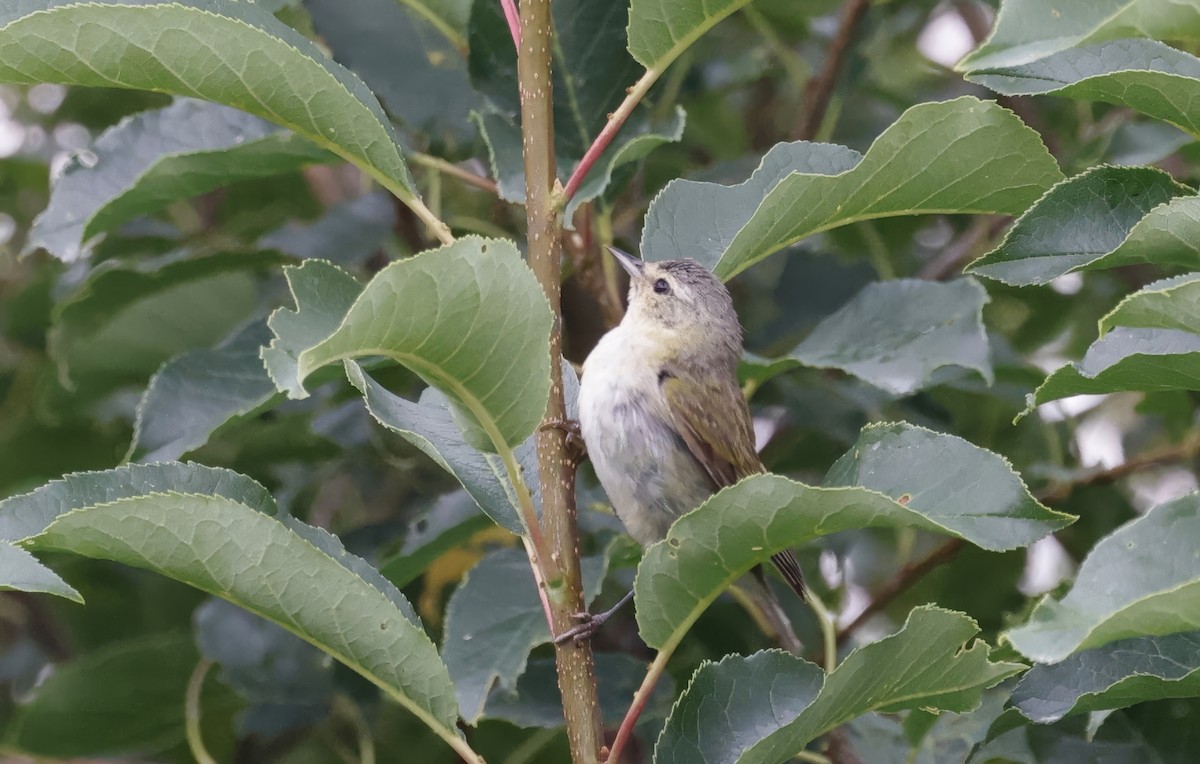 Tennessee Warbler - ML622274935