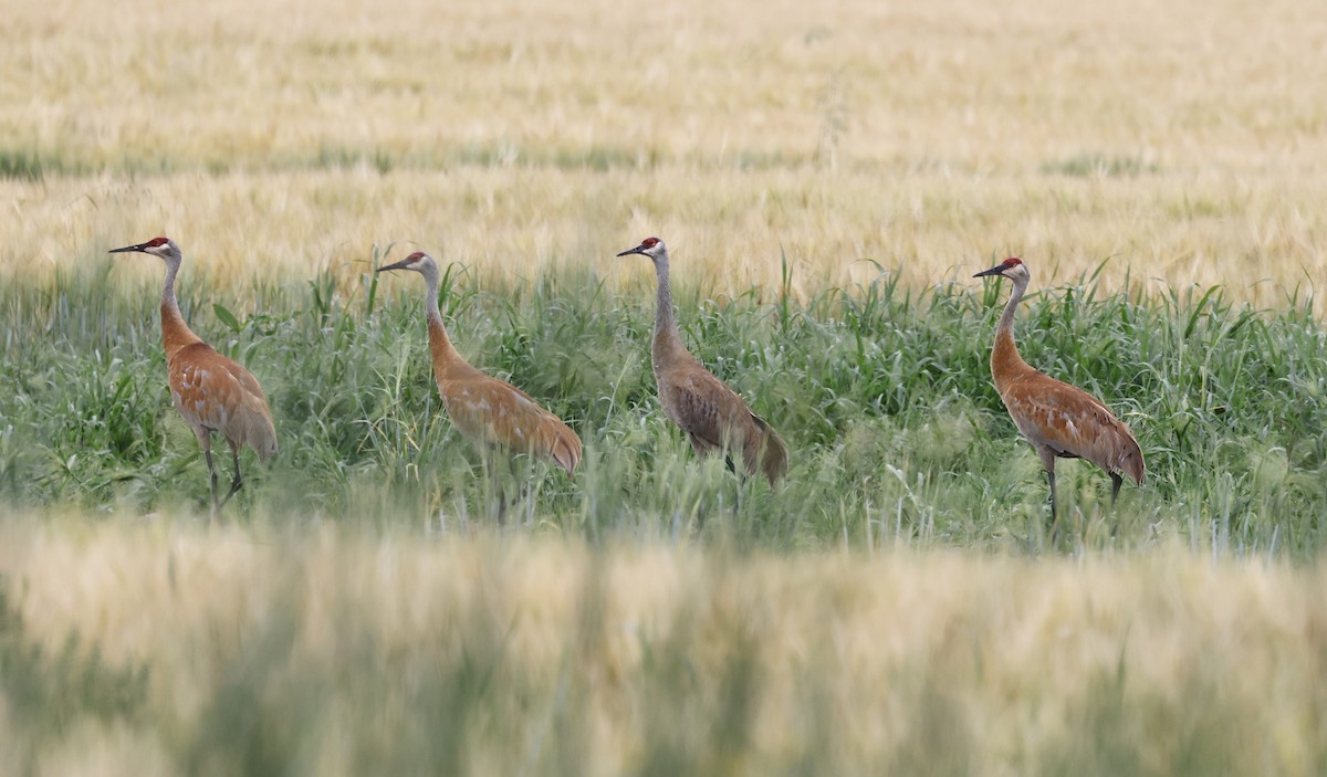 Sandhill Crane - ML622274943