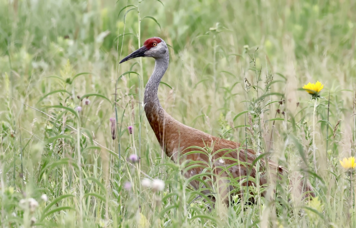 Sandhill Crane - ML622274944