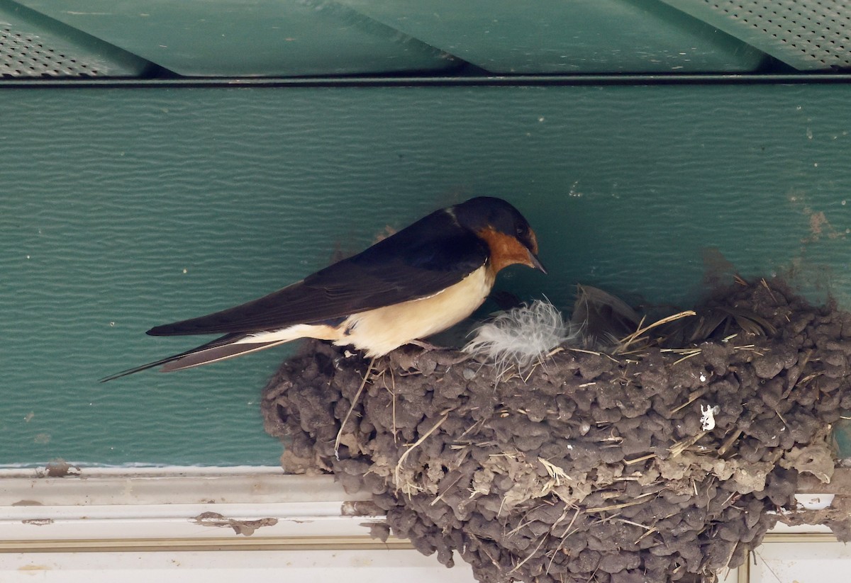 vlaštovka obecná (ssp. erythrogaster) - ML622274957