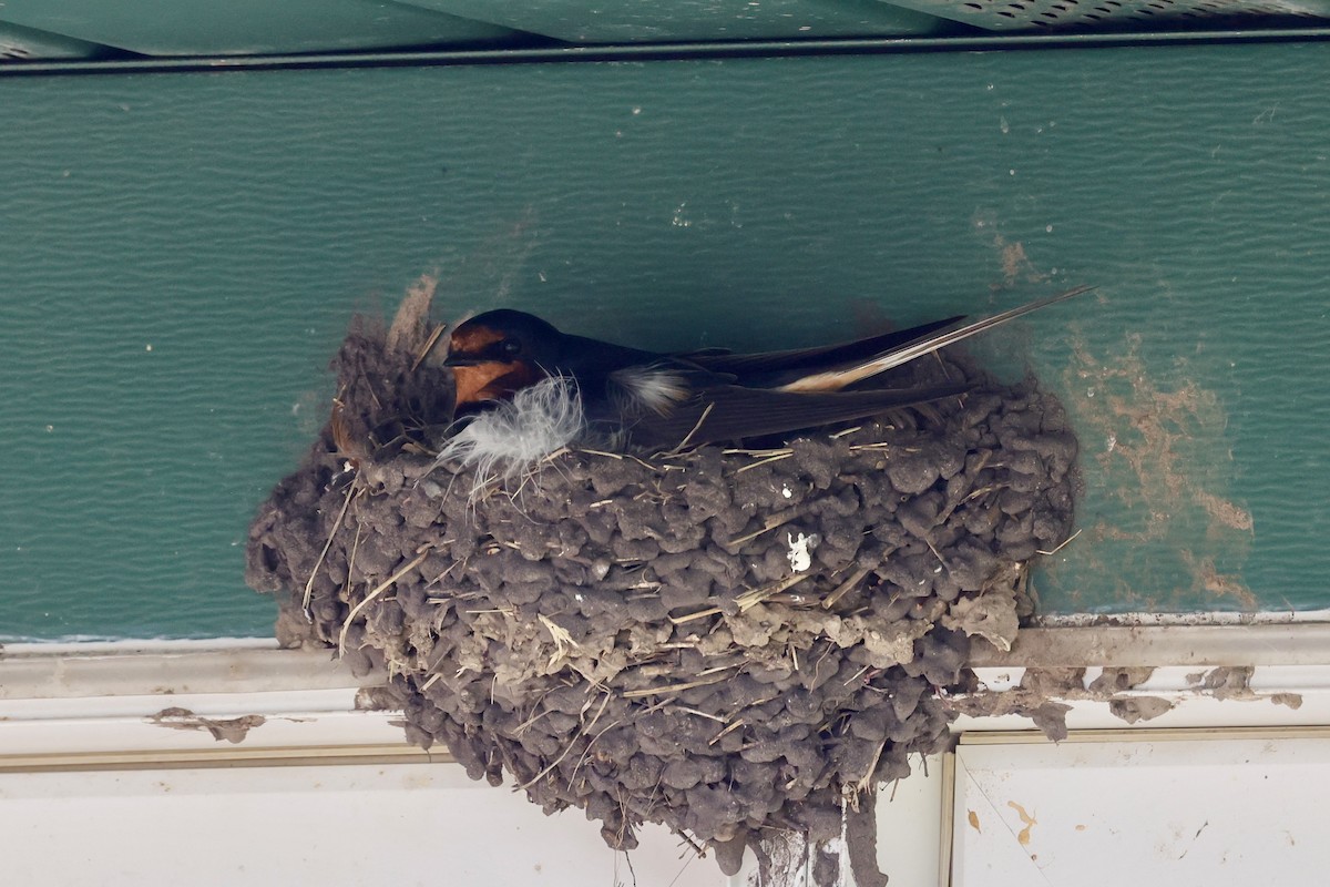 vlaštovka obecná (ssp. erythrogaster) - ML622274961