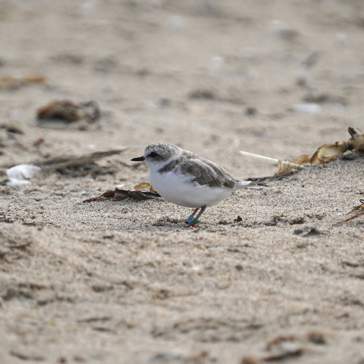 Snowy Plover - ML622274962