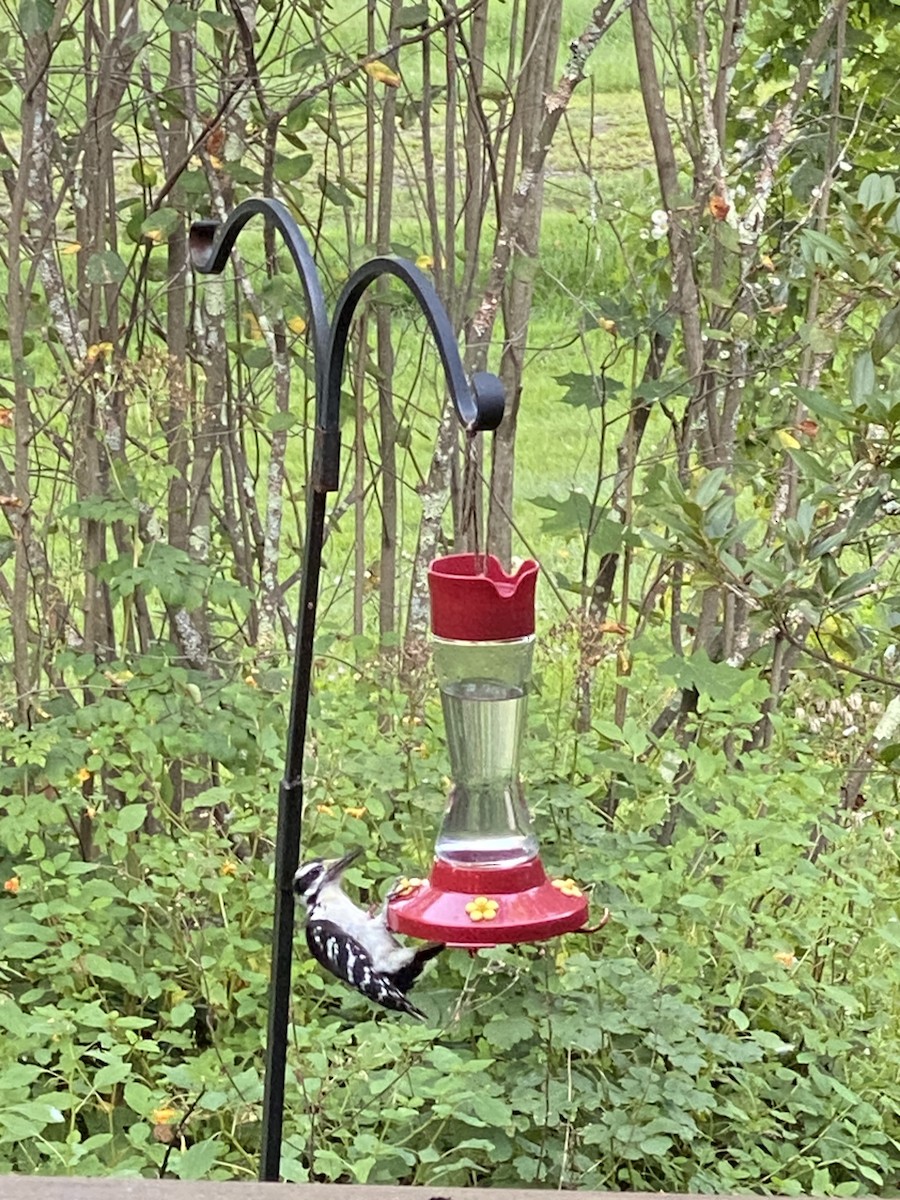 Hairy Woodpecker - ML622275051