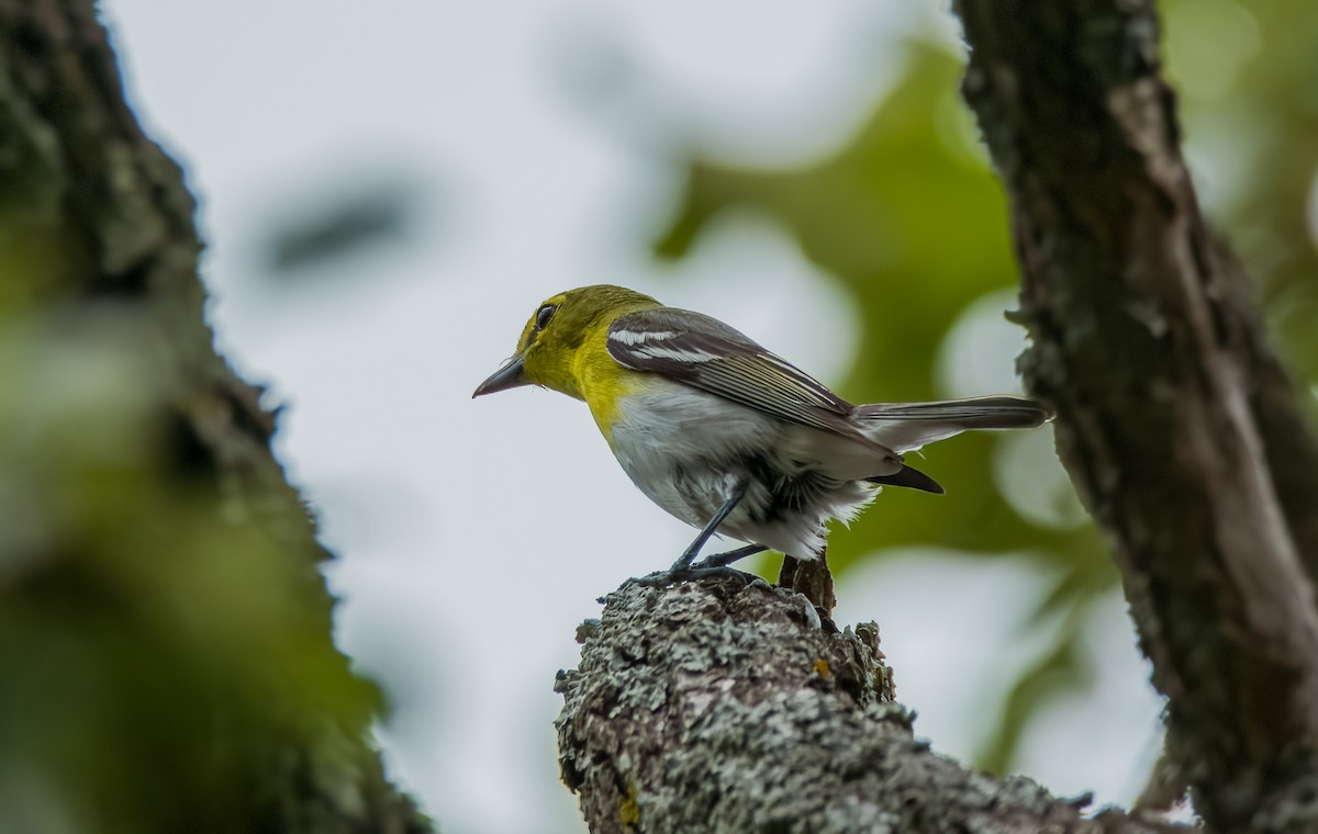 Sarı Gerdanlı Vireo - ML622275065