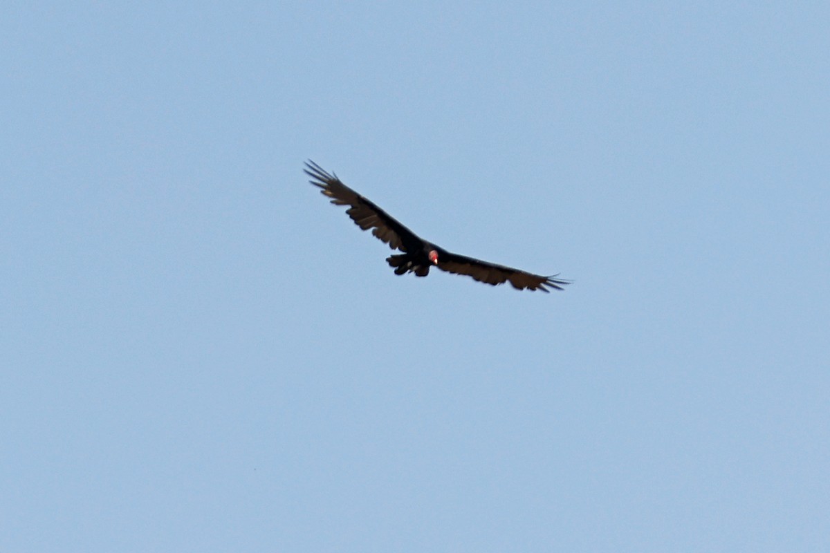 Turkey Vulture - ML622275108