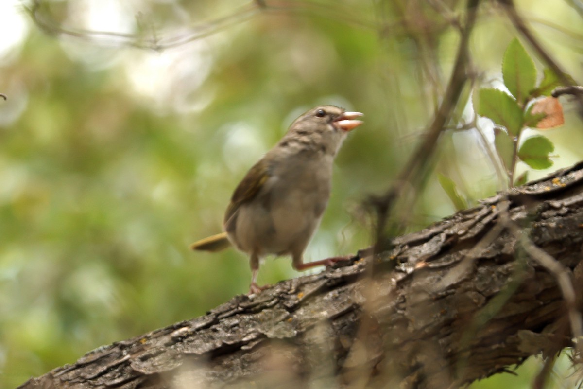 Olive Sparrow - ML622275121