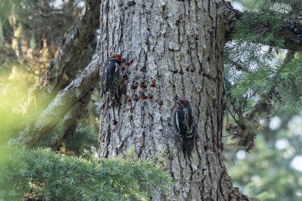 Red-naped x Red-breasted Sapsucker (hybrid) - ML622275127