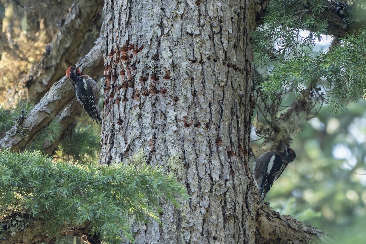 Red-naped x Red-breasted Sapsucker (hybrid) - ML622275138