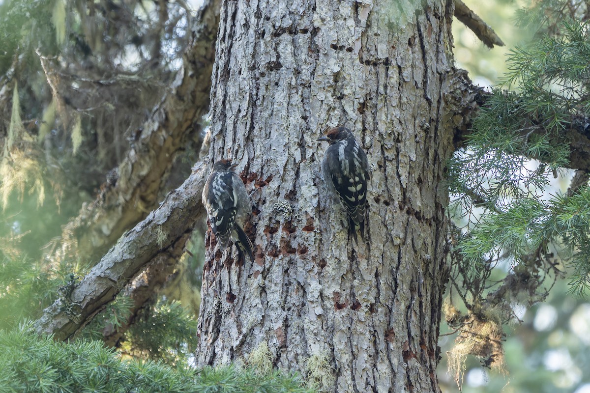 Red-naped x Red-breasted Sapsucker (hybrid) - ML622275148