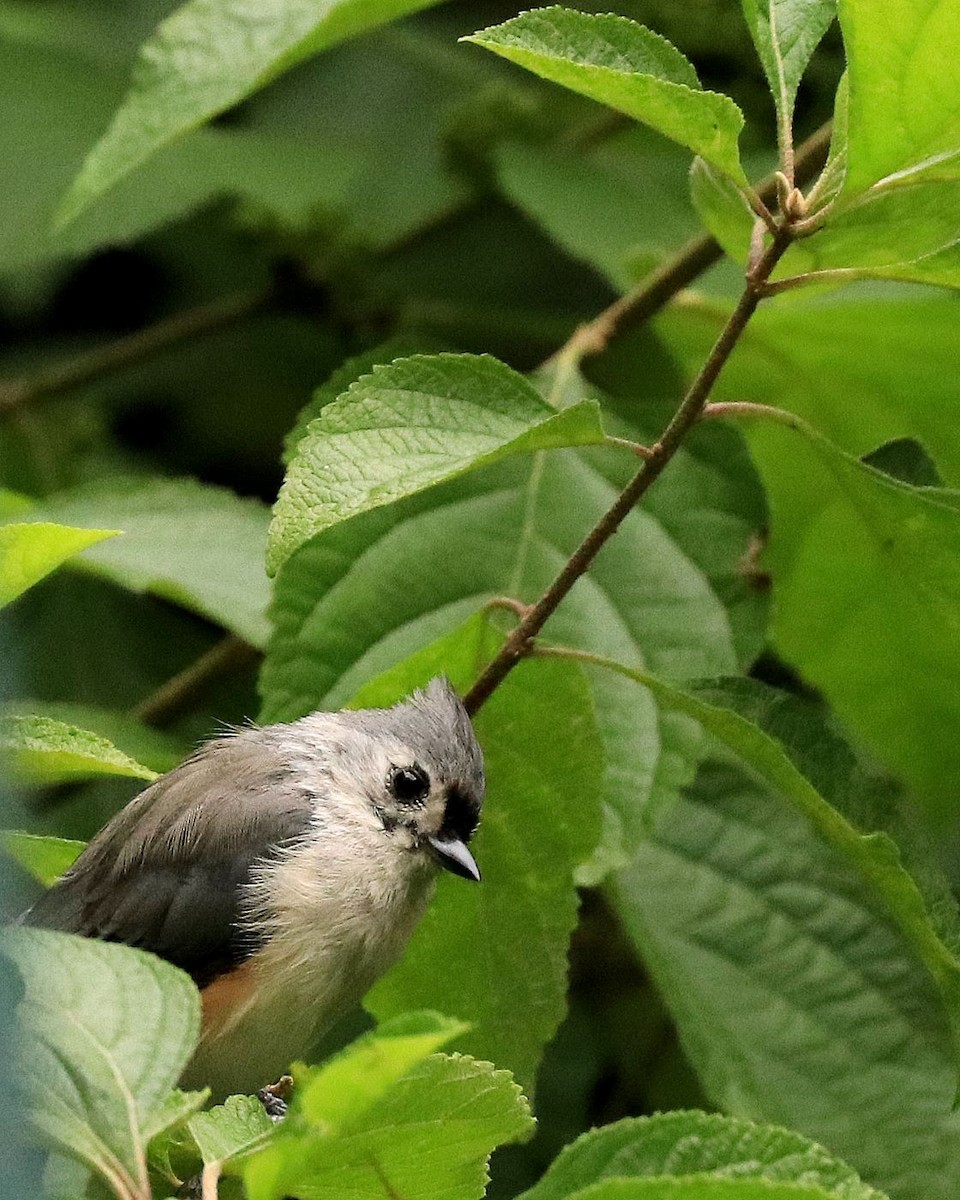 Tufted Titmouse - ML622275167