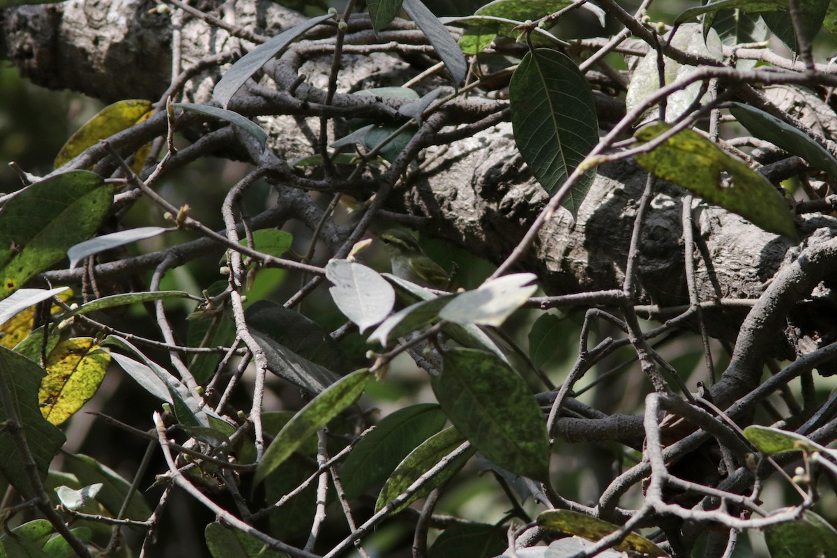 Blyth's Leaf Warbler - ML622275197