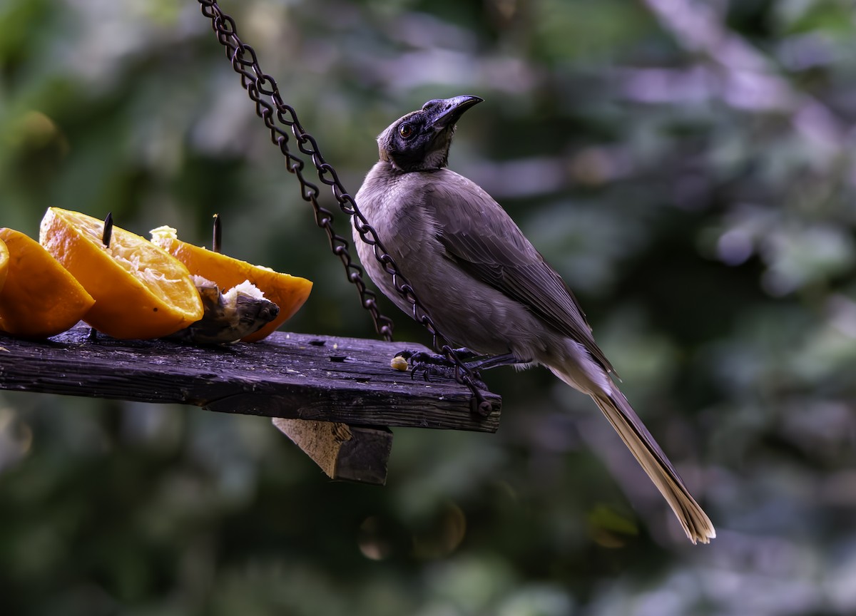 Helmeted Friarbird (Hornbill) - ML622275277