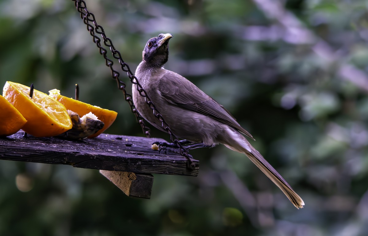 Helmeted Friarbird (Hornbill) - ML622275278