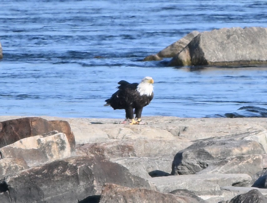 Bald Eagle - ML622275286