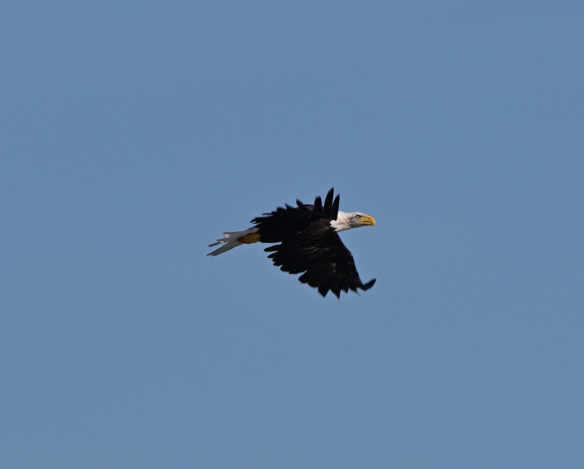 Bald Eagle - ML622275287