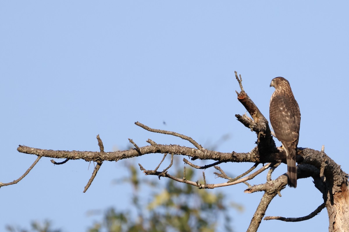 Cooper's Hawk - Capturing Michigan