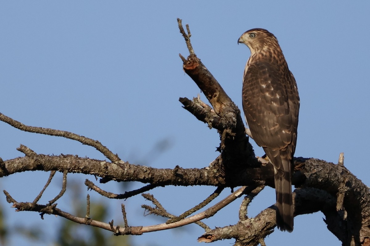 Cooper's Hawk - ML622275304