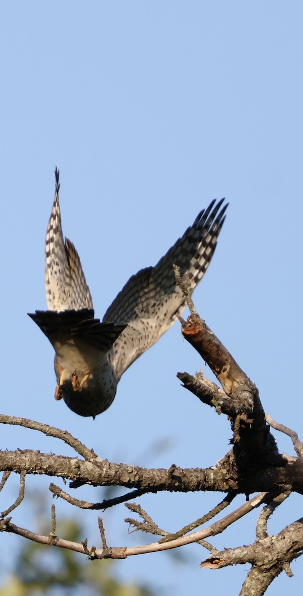 Cooper's Hawk - ML622275305