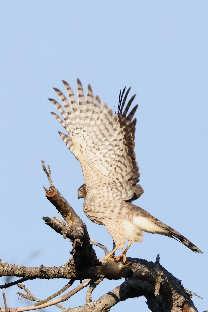 Cooper's Hawk - Capturing Michigan