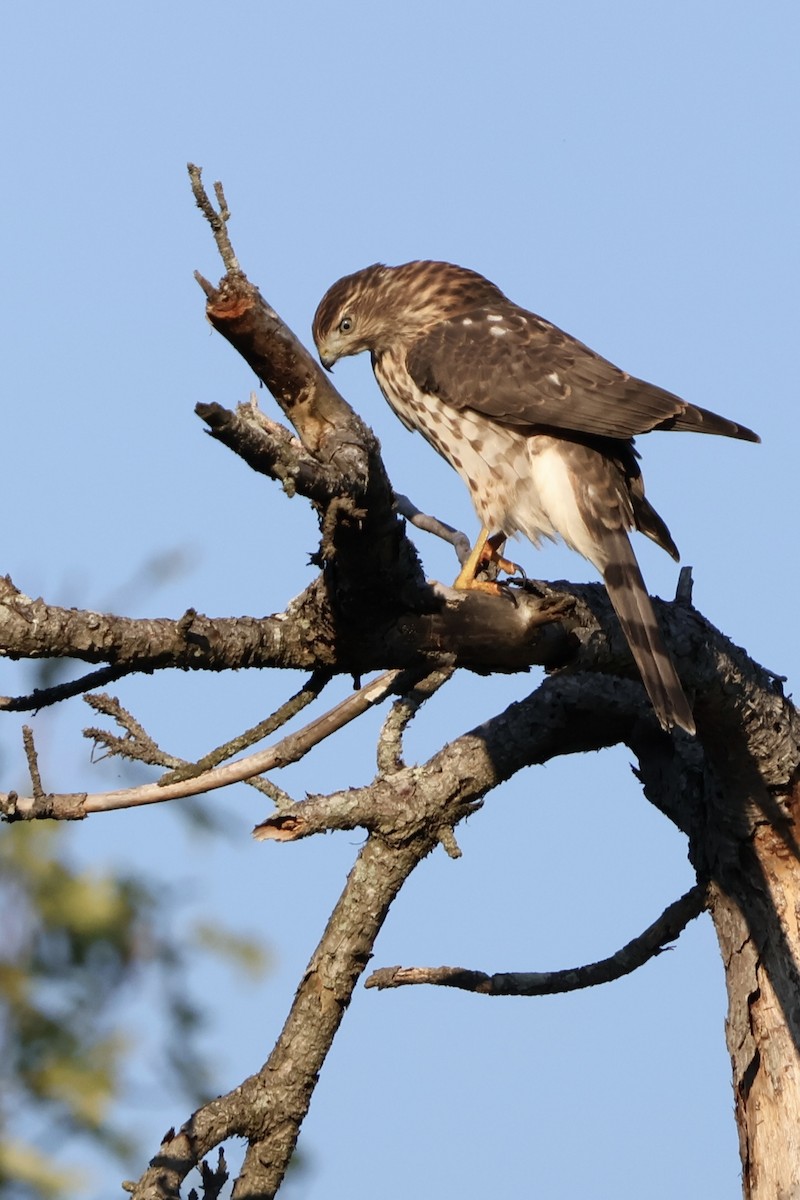 Cooper's Hawk - ML622275307