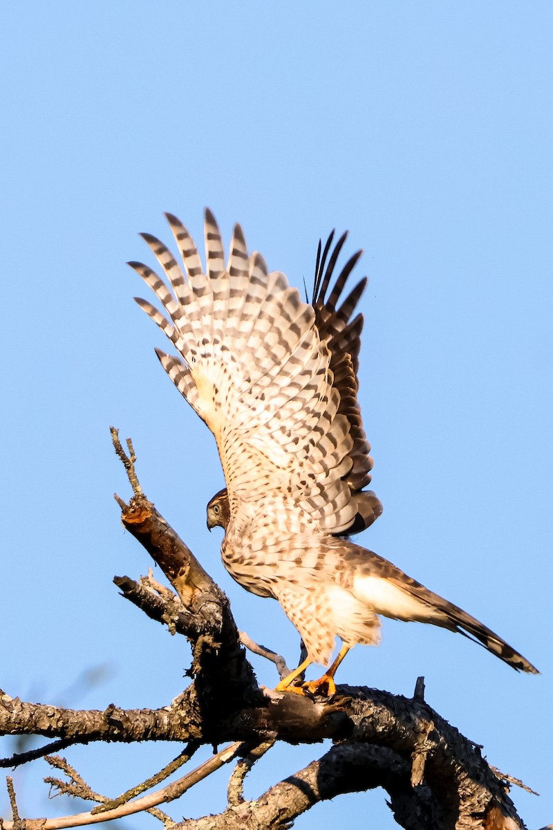 Cooper's Hawk - ML622275308