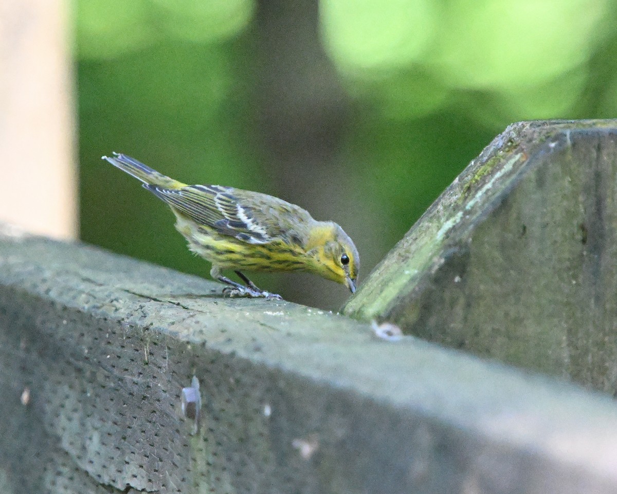 Cape May Warbler - ML622275359