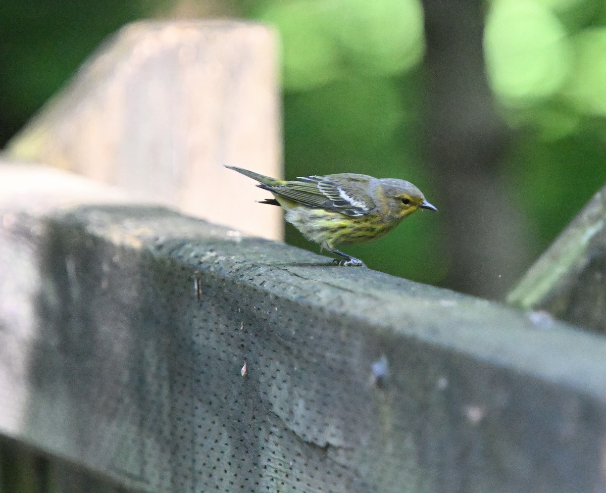 Cape May Warbler - ML622275360