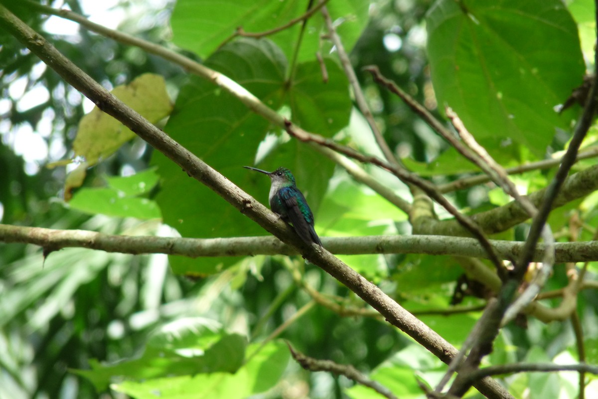 Crowned Woodnymph (Green-crowned/Emerald-bellied) - ML622275409