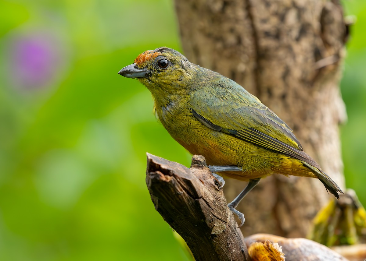 Spot-crowned Euphonia - ML622275420