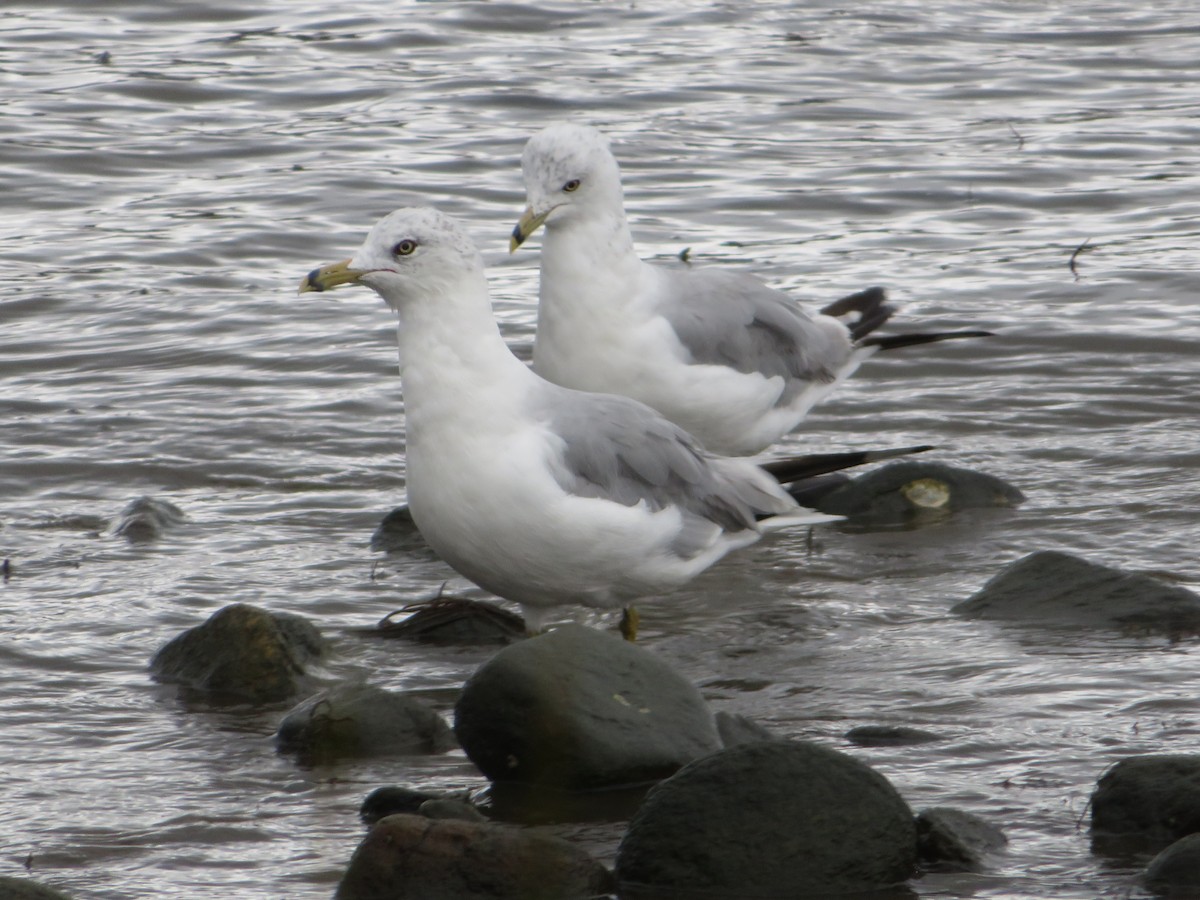 Ring-billed Gull - ML622275447