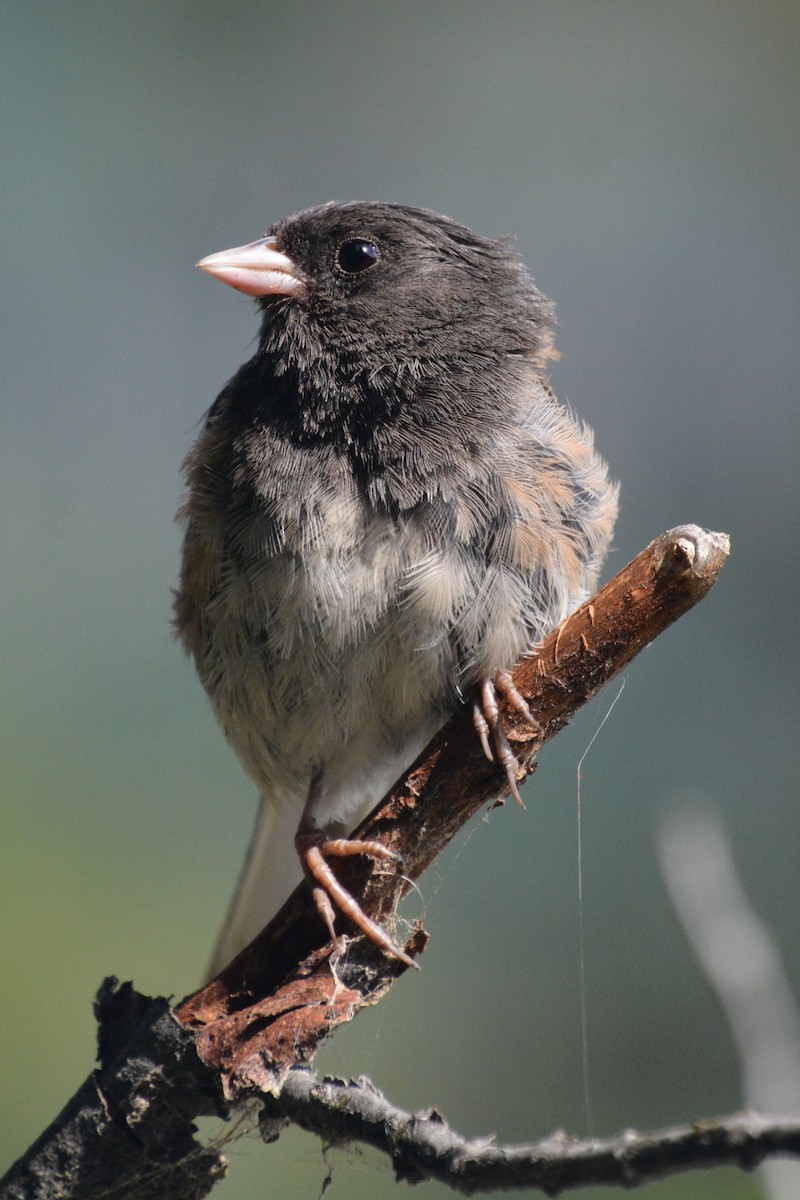 Dark-eyed Junco - ML622275459