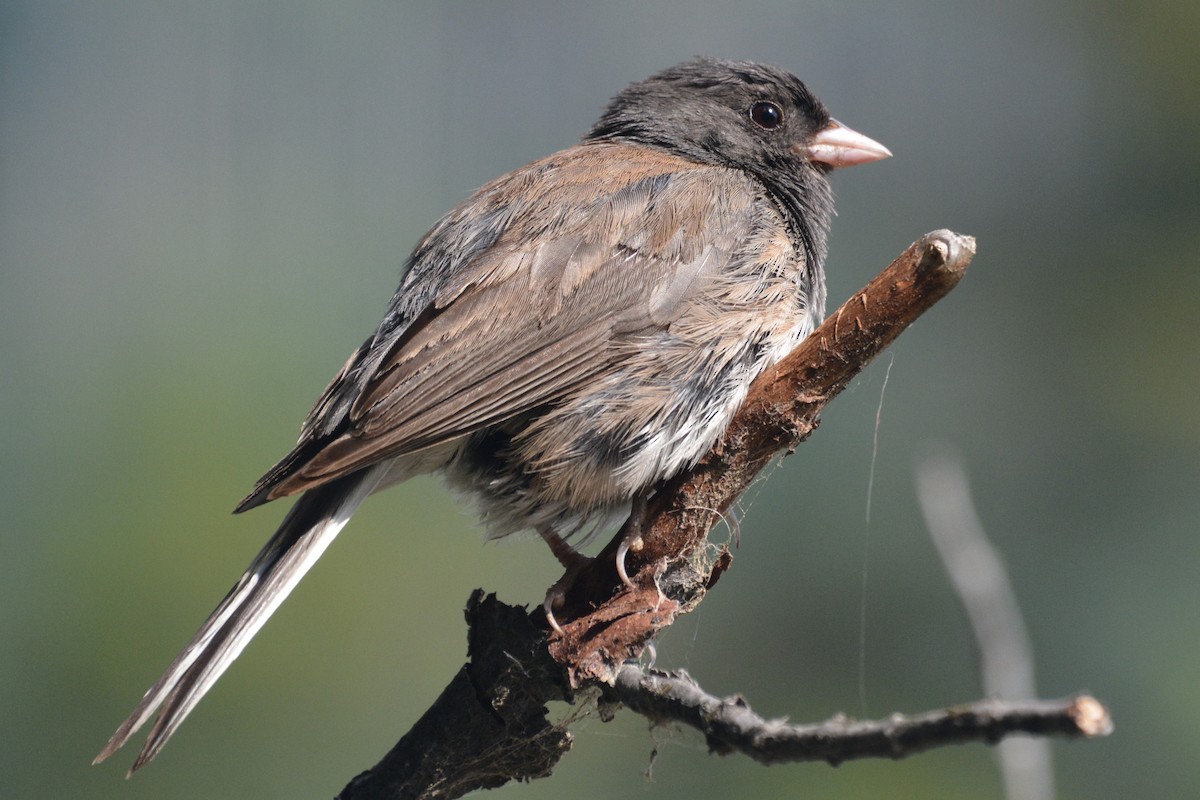 Dark-eyed Junco - ML622275460