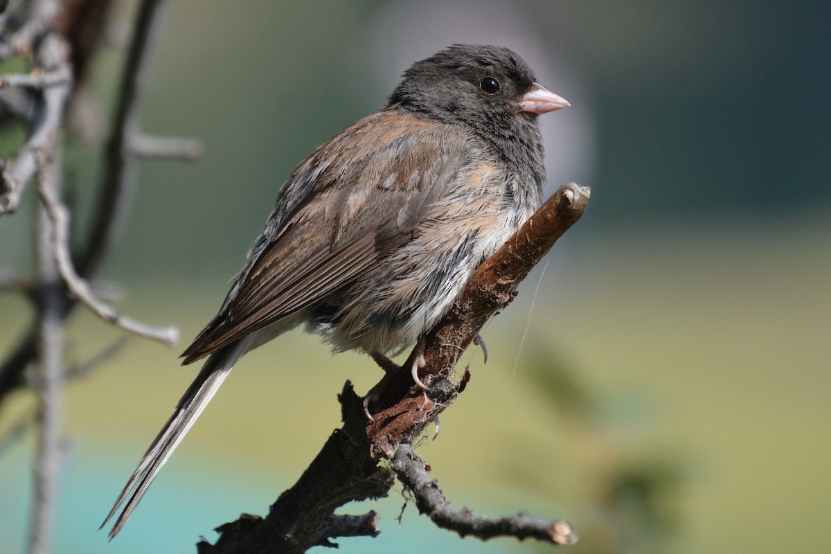 Dark-eyed Junco - ML622275461