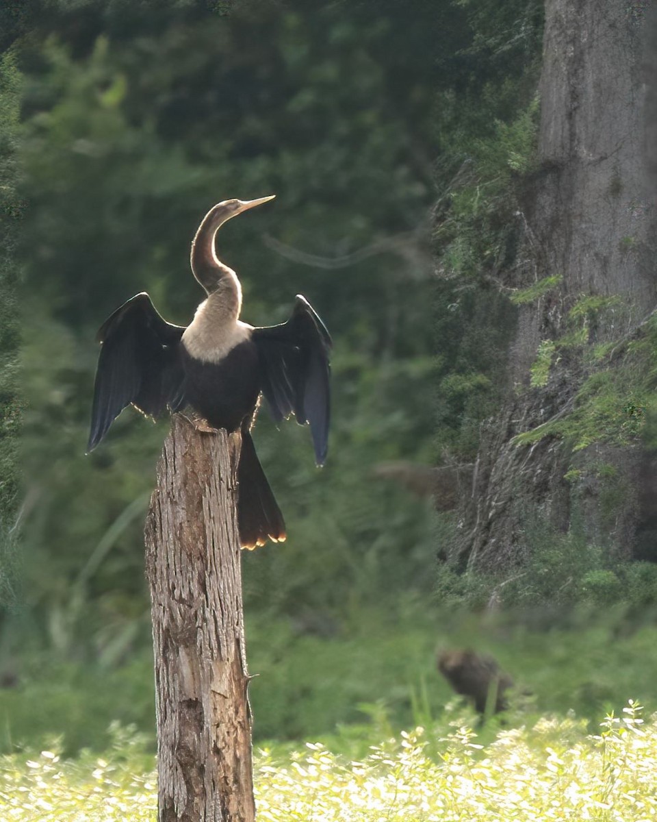Anhinga - ML622275473