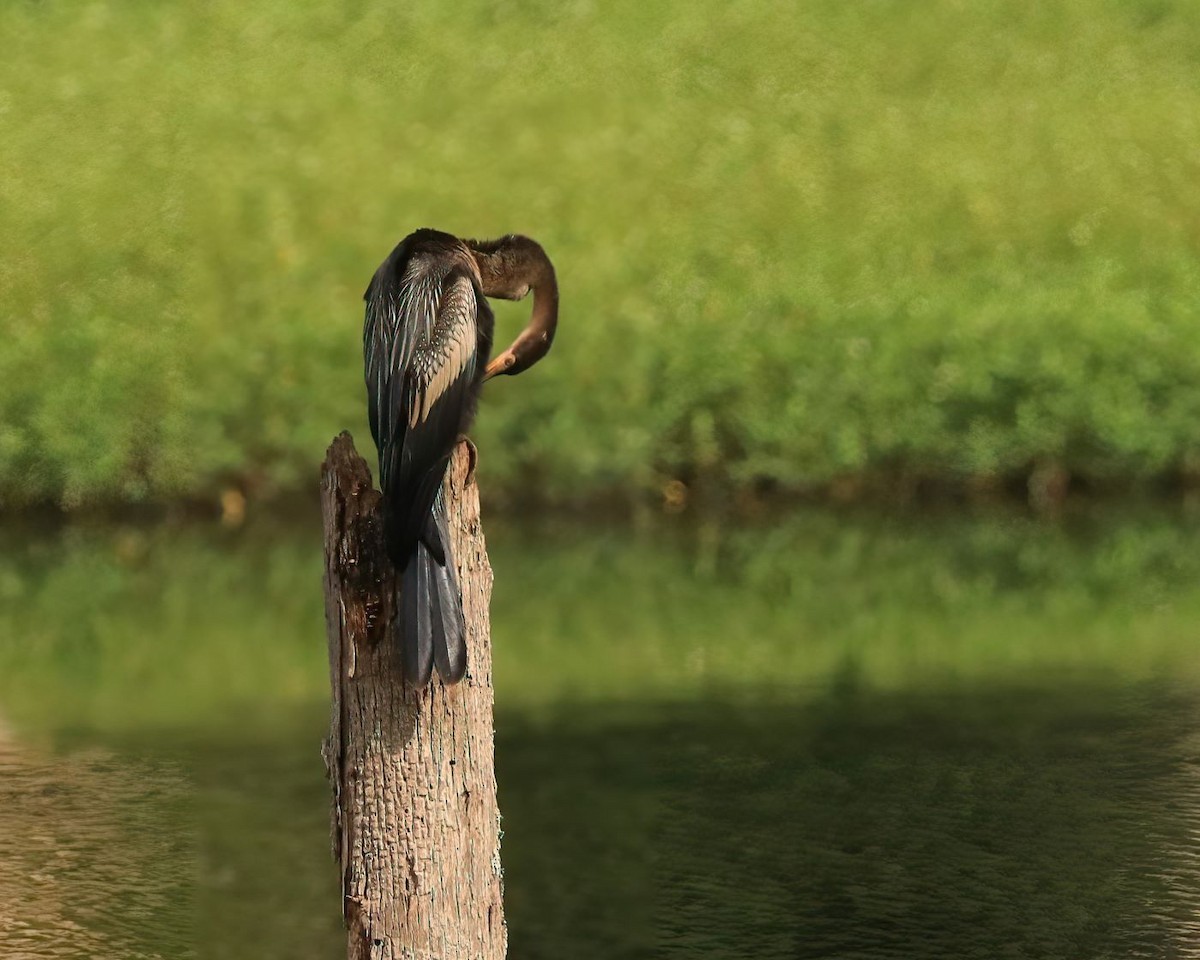 Amerika-Schlangenhalsvogel - ML622275474