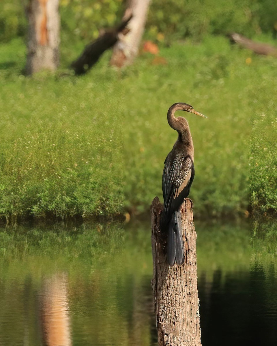 Amerika-Schlangenhalsvogel - ML622275475