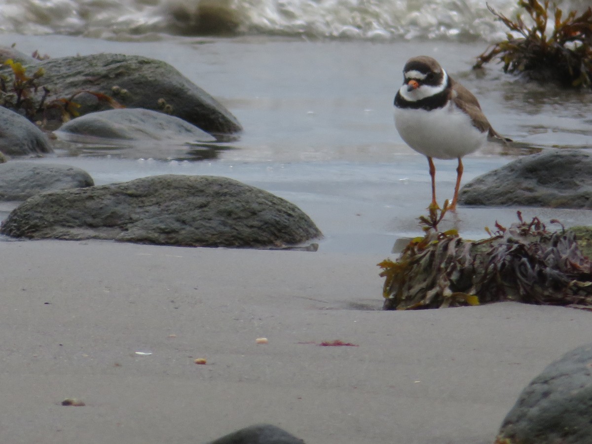 Semipalmated Plover - ML622275480