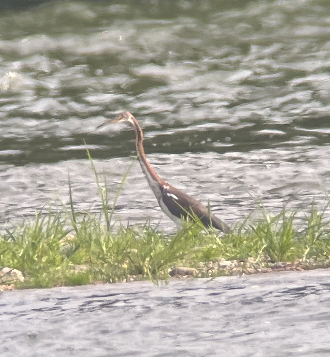 Tricolored Heron - ML622275646