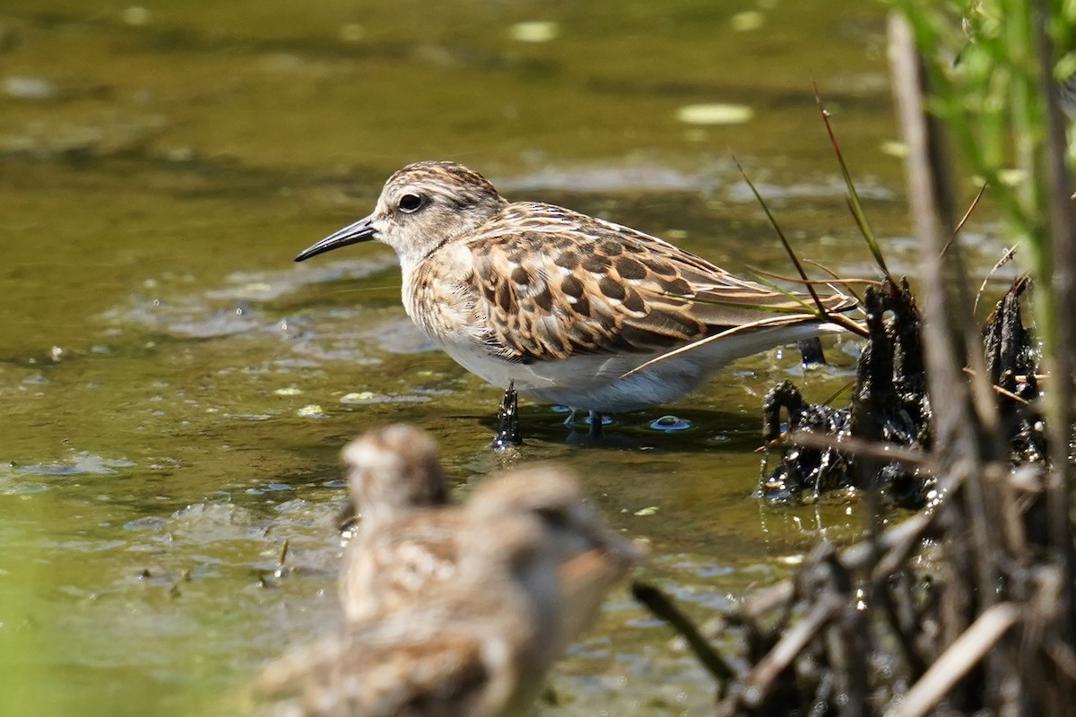 pygmésnipe - ML622275663