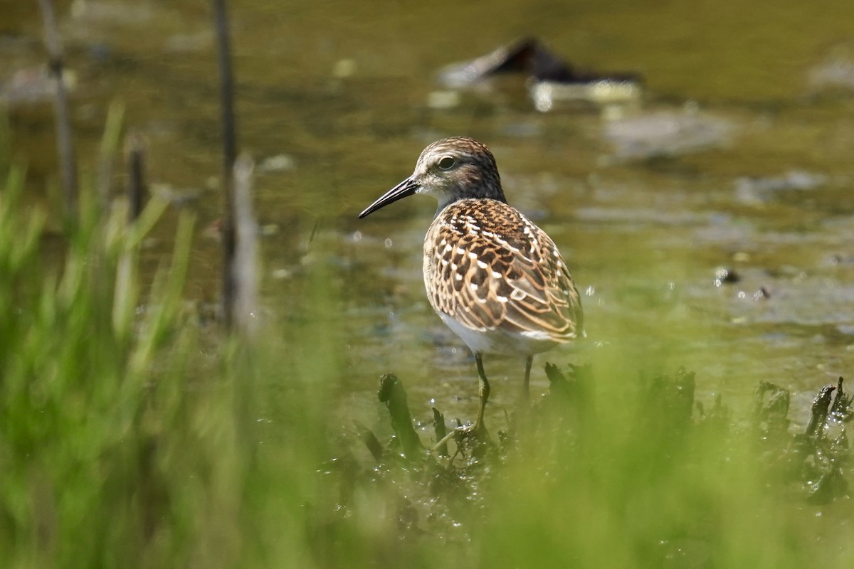 pygmésnipe - ML622275664