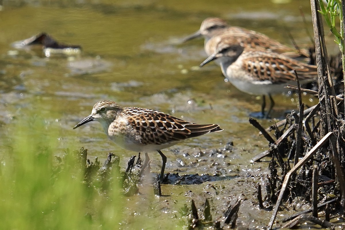 pygmésnipe - ML622275666