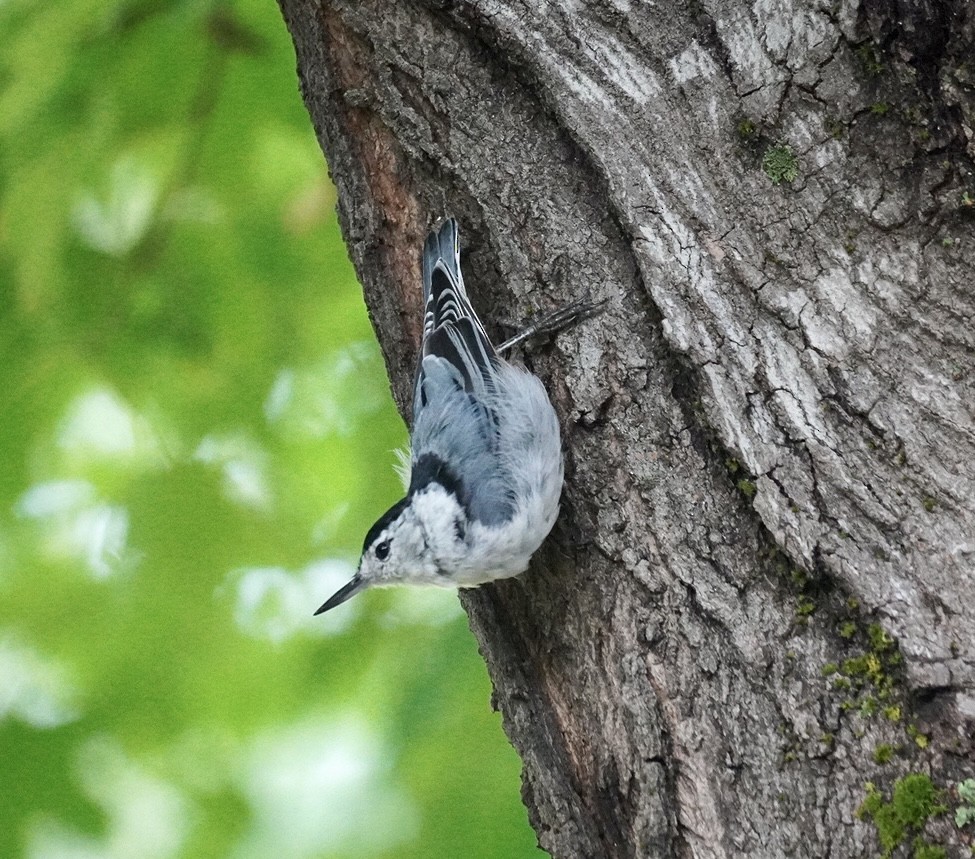 White-breasted Nuthatch - Rachel Orlando