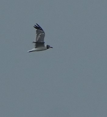 שחף צוחק - ML622275679