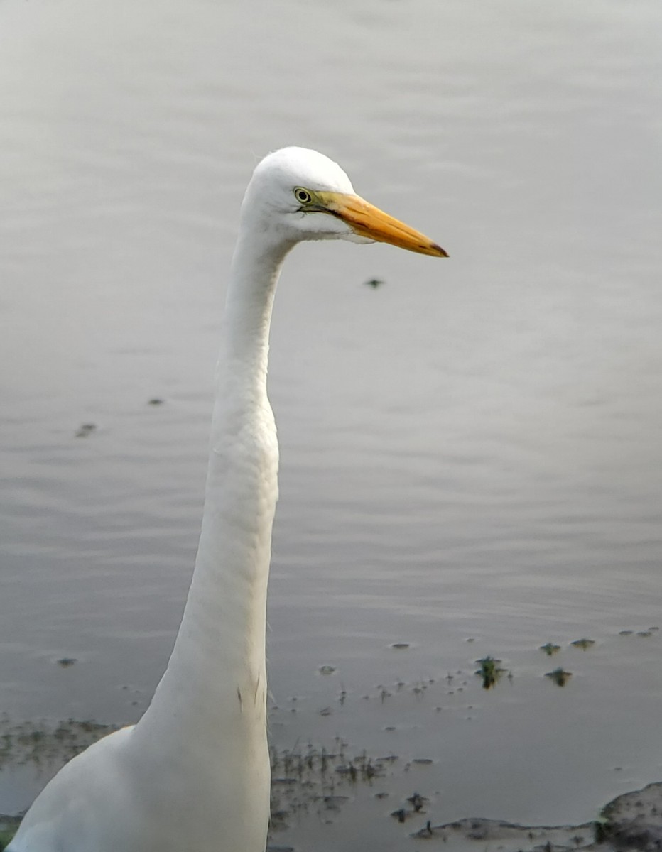 Great Egret - ML622275750