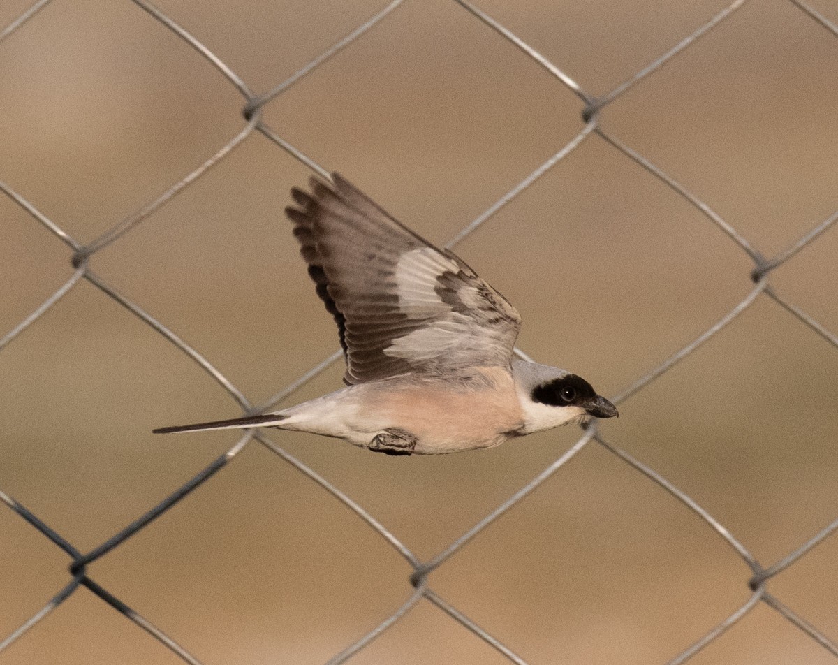 Lesser Gray Shrike - ML622275793