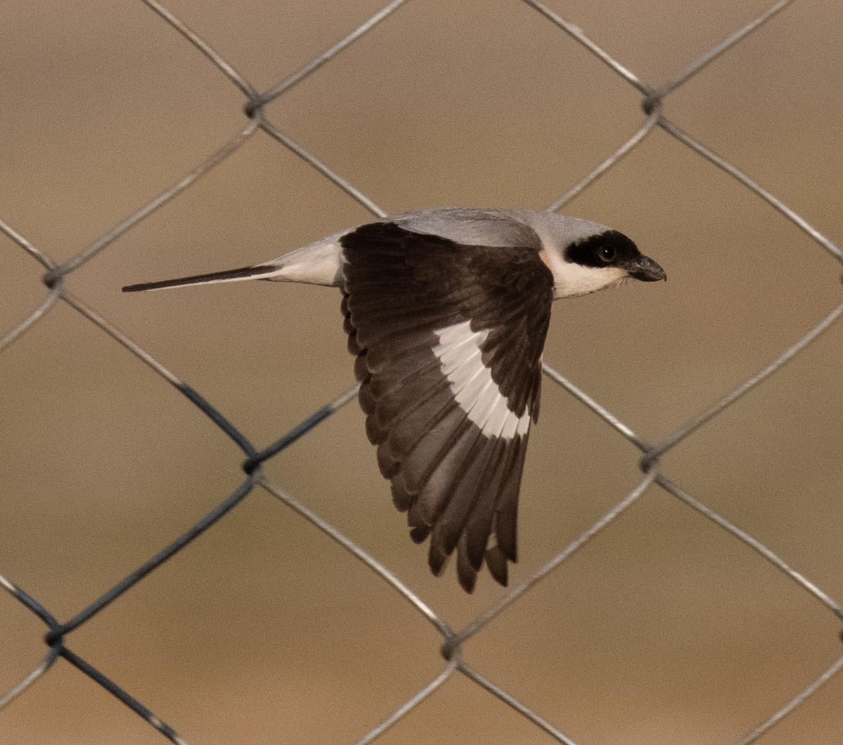 Lesser Gray Shrike - ML622275794