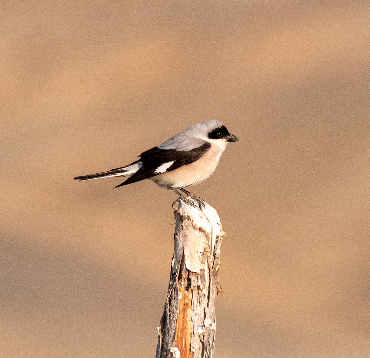 Lesser Gray Shrike - ML622275795