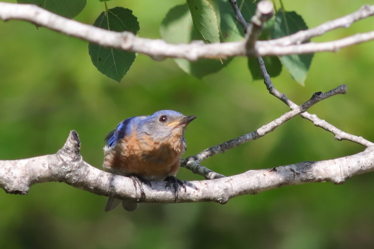 Eastern Bluebird - Margaret Viens