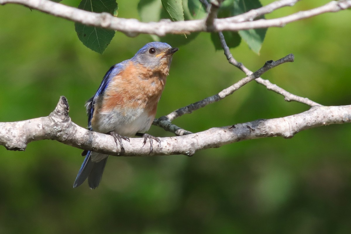 Eastern Bluebird - ML622275800